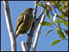 Click here to enter gallery and see photos/pictures/images of New Zealand Bellbird
