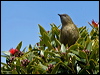 nz_bellbird_124685