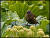 nz_bellbird_124721