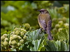 nz_bellbird_124723