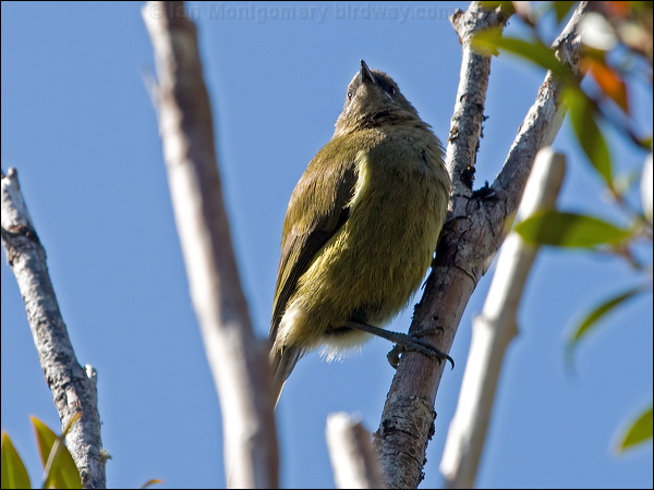New Zealand Bellbird nz_bellbird_124150.psd