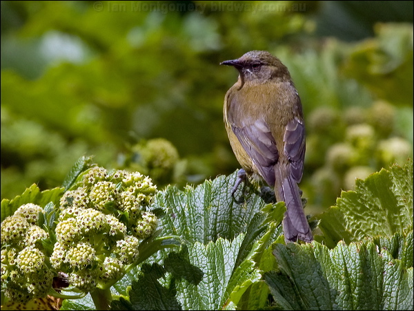 New Zealand Bellbird nz_bellbird_124723.psd