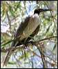 noisy_friarbird_02945