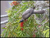 noisy_friarbird_106630