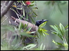 noisy_friarbird_106646