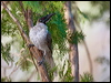 noisy_friarbird_151445