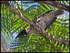 noisy_friarbird_180827