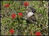 noisy_friarbird_189289