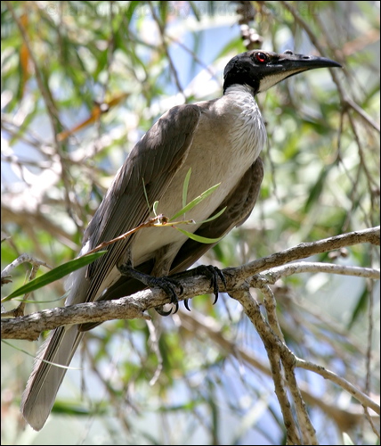 Noisy Friarbird noisy_friarbird_02945.jpg