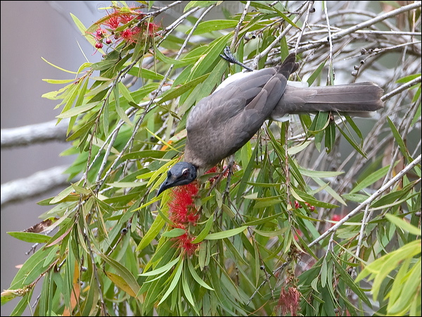Noisy Friarbird noisy_friarbird_106630.psd