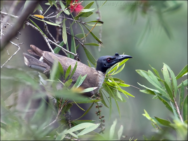 Noisy Friarbird noisy_friarbird_106646.psd