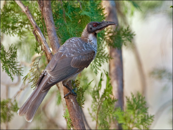 Noisy Friarbird noisy_friarbird_151433.psd