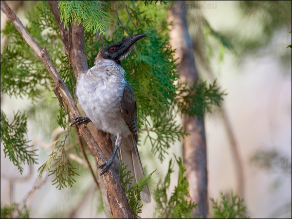 Noisy Friarbird noisy_friarbird_151445.psd
