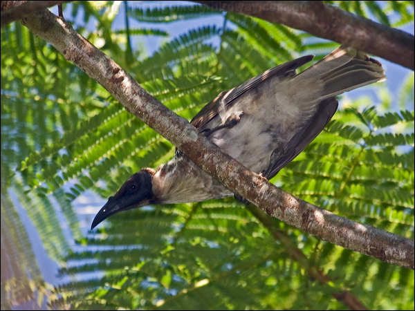 Noisy Friarbird noisy_friarbird_180827.psd