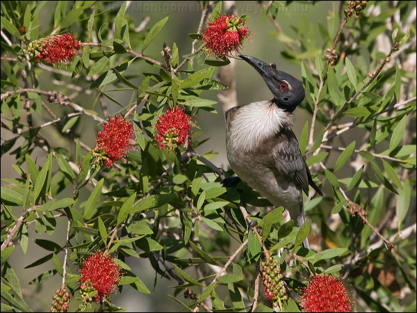 Noisy Friarbird noisy_friarbird_189289.psd