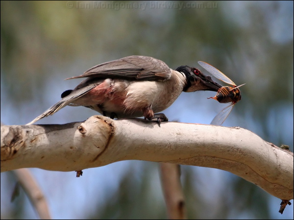 Noisy Friarbird noisy_friarbird_59271.jpg