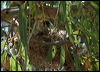 noisy_miner_00776