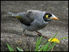 noisy_miner_04160