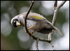 noisy_miner_14176