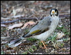 Click here to enter gallery and see photos/pictures/images of Noisy Miner