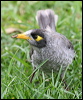 noisy_miner_47954