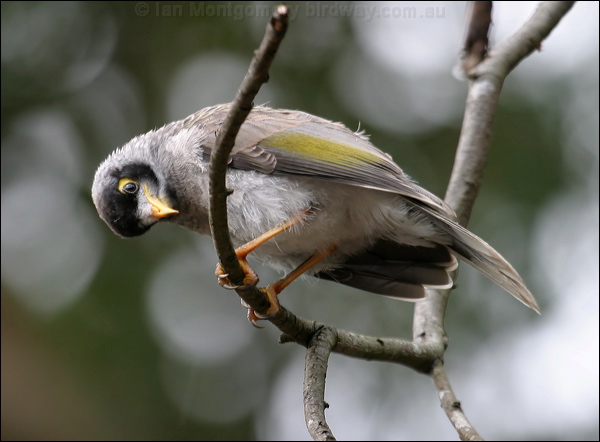 Noisy Miner noisy_miner_14176.psd