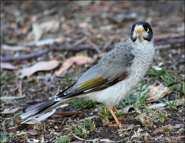 Noisy Miner noisy_miner_28393.psd