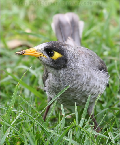 Noisy Miner noisy_miner_47954.psd