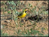orange_chat_152012