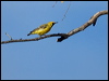 orange_chat_152035