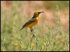 orange_chat_41943