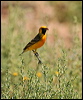 orange_chat_41944
