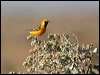 orange_chat_42427