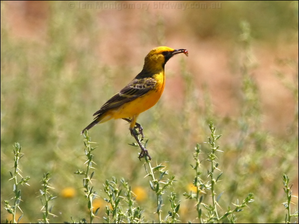 Orange Chat orange_chat_41943.psd