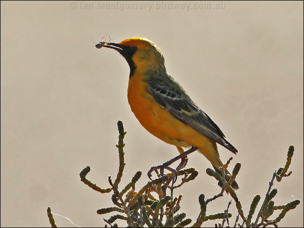 Orange Chat orange_chat_42430.psd