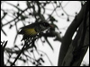 painted_honeyeater_07104