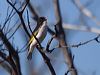 painted_honeyeater_214970
