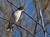 painted_honeyeater_214979