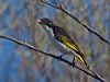 Click here to enter Painted Honeyeater photo gallery