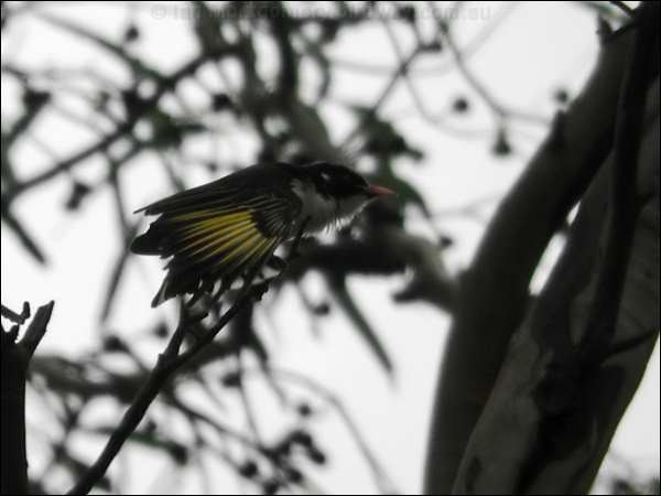 Painted Honeyeater painted_honeyeater_07104.psd