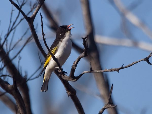 Painted Honeyeater painted_honeyeater_214970.psd