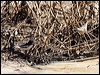 pied_honeyeater_82612