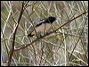 pied_honeyeater_82617