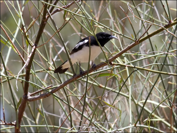 Pied Honeyeater pied_honeyeater_82617.psd