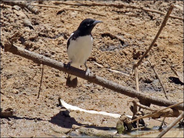 Pied Honeyeater pied_honeyeater_82632.psd