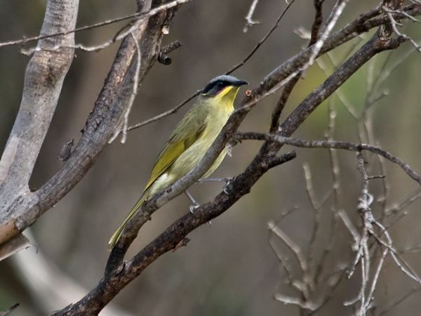 Purple-gaped Honeyeater purpgape_honeyeater_213888.psd