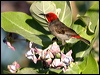red_head_honeyeater_09803
