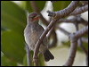 red_head_honeyeater_93998