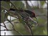 red_head_honeyeater_94009