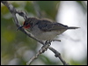 red_head_honeyeater_94011